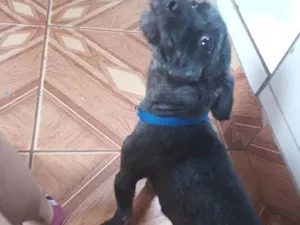 Cachorro raça SRD-ViraLata idade 2 anos nome Lupi 