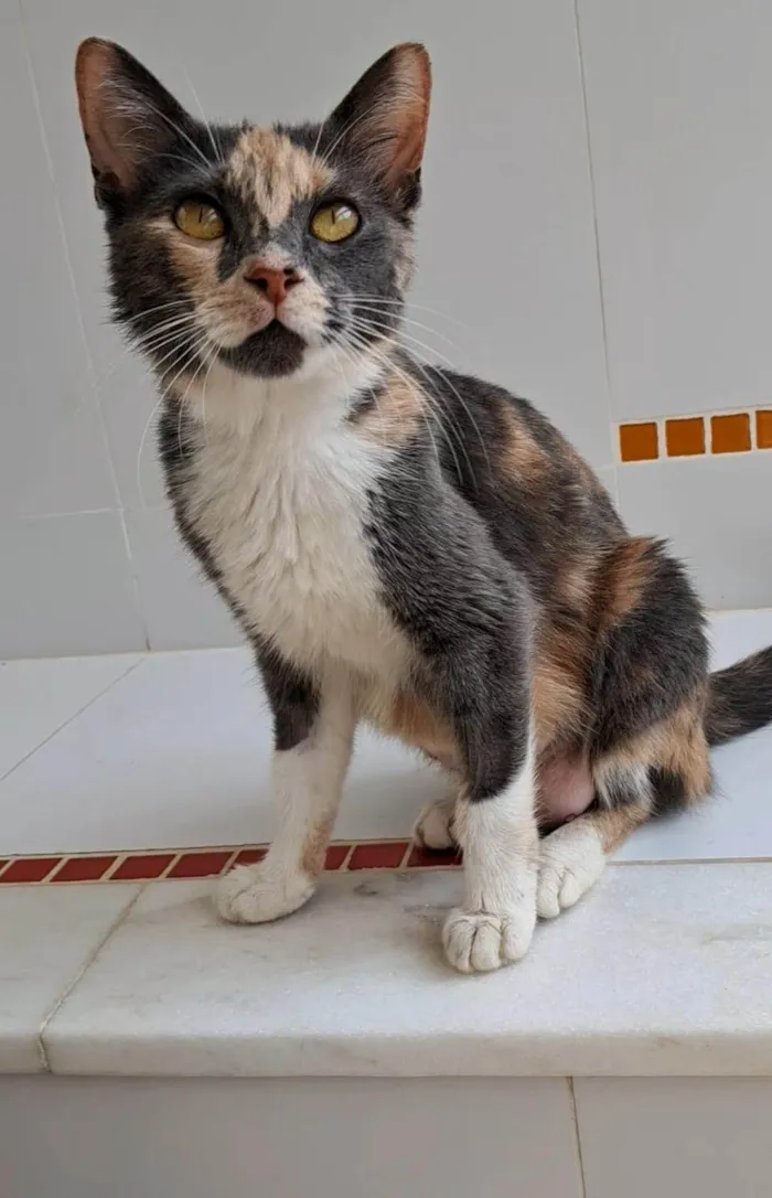 Gato ra a SRD-ViraLata idade 1 ano nome Lupita