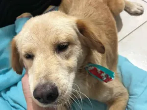 Cachorro raça SRD-ViraLata idade 2 anos nome Apollo