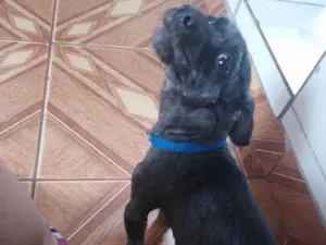 Cachorro raça SRD-ViraLata idade 2 anos nome Lupi 