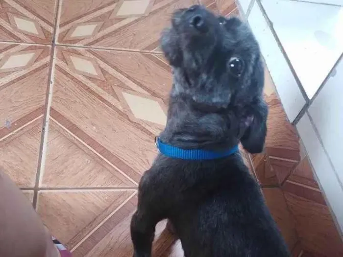 Cachorro ra a SRD-ViraLata idade 2 anos nome Lupi 