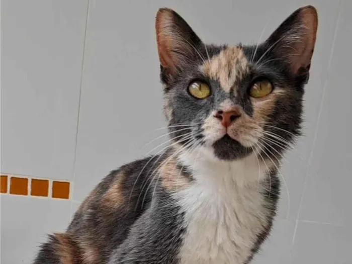 Gato ra a SRD-ViraLata idade 1 ano nome Lupita