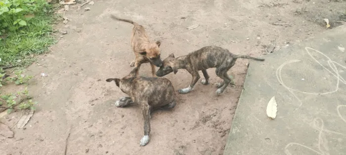 Cachorro ra a SRD-ViraLata idade 2 a 6 meses nome Sem nome