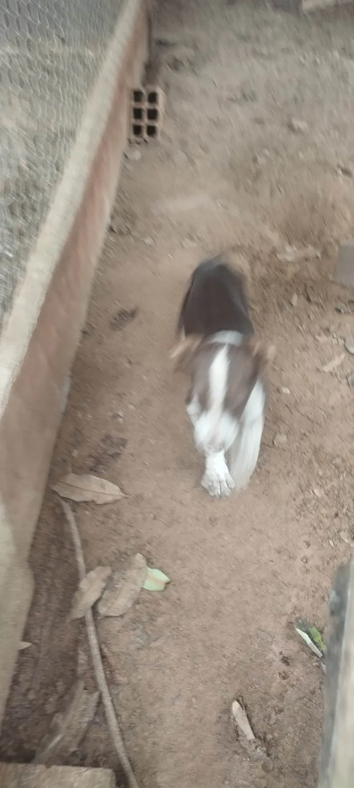 Cachorro ra a SRD-ViraLata idade 2 a 6 meses nome Sem nome