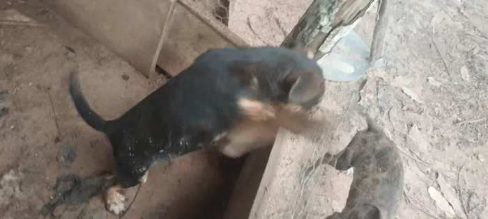 Cachorro ra a SRD-ViraLata idade 2 a 6 meses nome Sem nome