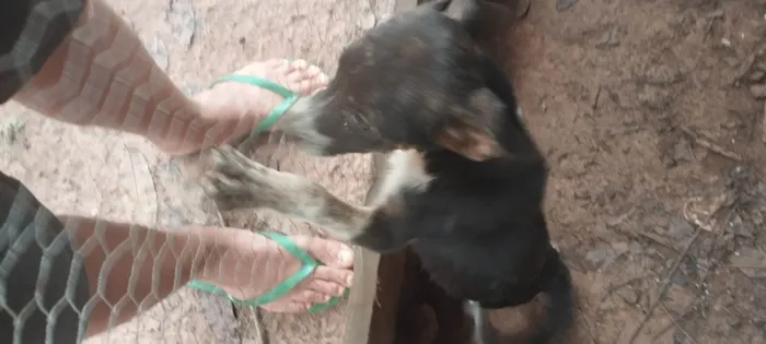 Cachorro ra a SRD-ViraLata idade 2 a 6 meses nome Sem nome