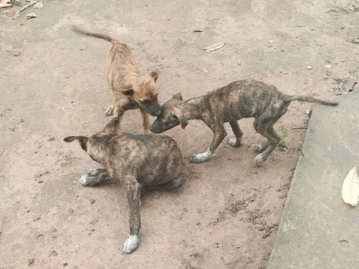 Cachorro ra a SRD-ViraLata idade 2 a 6 meses nome Sem nome