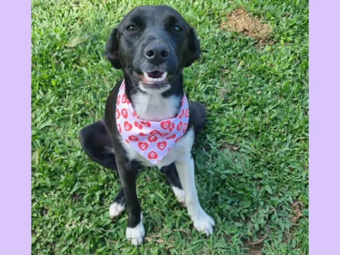 Cachorro ra a SRD-ViraLata idade 7 a 11 meses nome ELOISE 