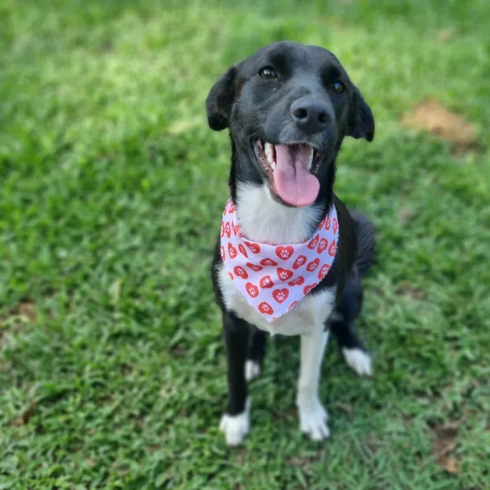 Cachorro ra a SRD-ViraLata idade 7 a 11 meses nome ELOISE 