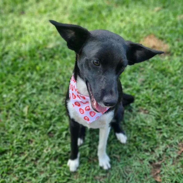 Cachorro ra a SRD-ViraLata idade 7 a 11 meses nome ELOISE 