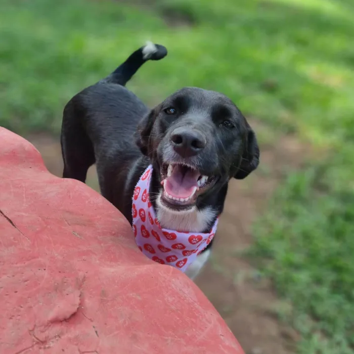 Cachorro ra a SRD-ViraLata idade 7 a 11 meses nome ELOISE 