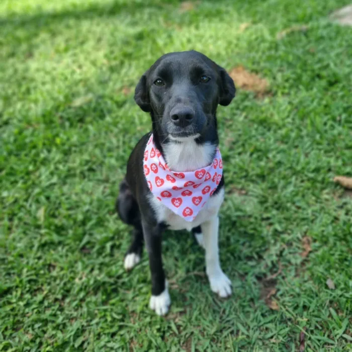 Cachorro ra a SRD-ViraLata idade 7 a 11 meses nome ELOISE 