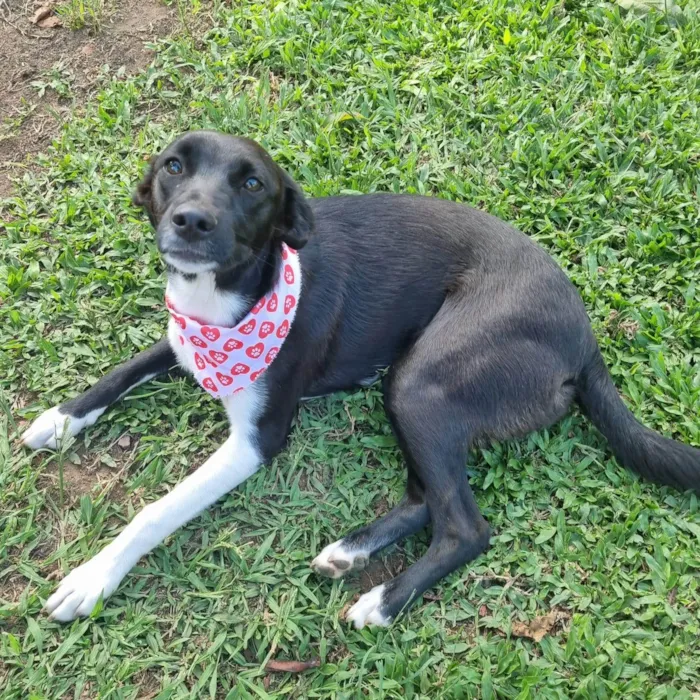 Cachorro ra a SRD-ViraLata idade 7 a 11 meses nome ELOISE 