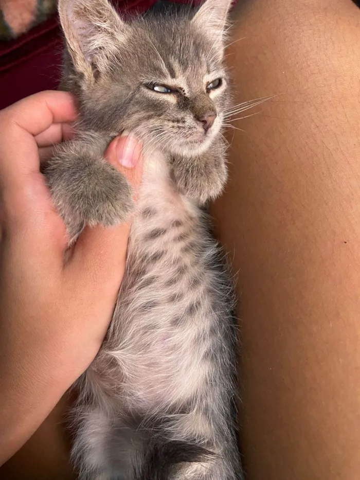 Gato ra a SRD-ViraLata idade Abaixo de 2 meses nome Maya