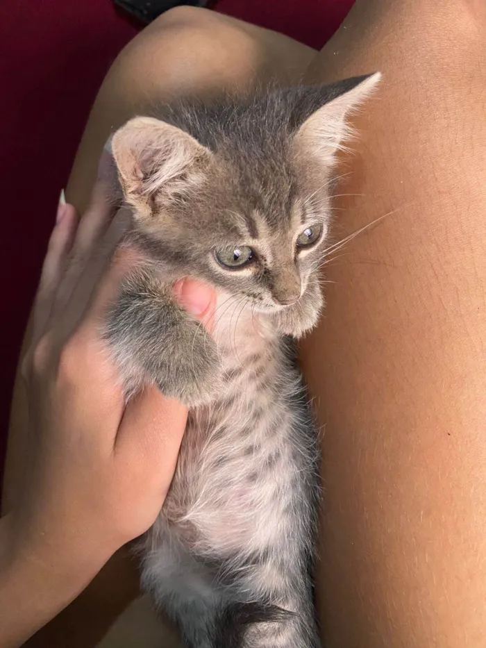 Gato ra a SRD-ViraLata idade Abaixo de 2 meses nome Maya