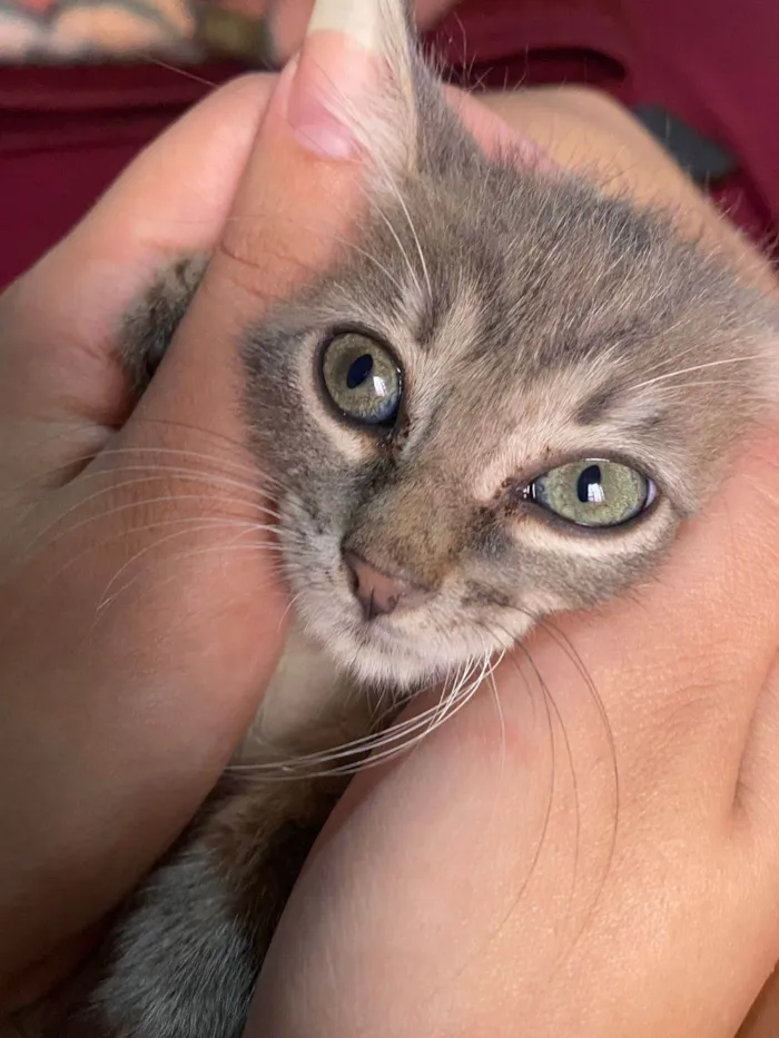 Gato ra a SRD-ViraLata idade Abaixo de 2 meses nome Maya