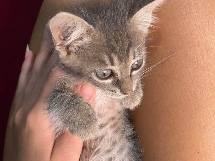 Gato ra a SRD-ViraLata idade Abaixo de 2 meses nome Maya