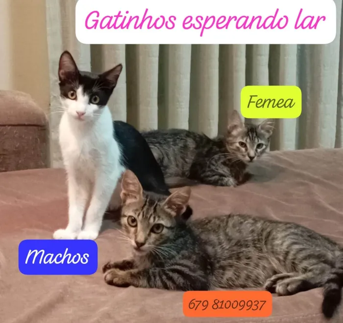 Gato ra a SRD-ViraLata idade 2 a 6 meses nome Trio mimos