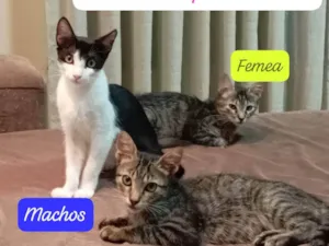 Gato raça SRD-ViraLata idade 2 a 6 meses nome Trio mimos