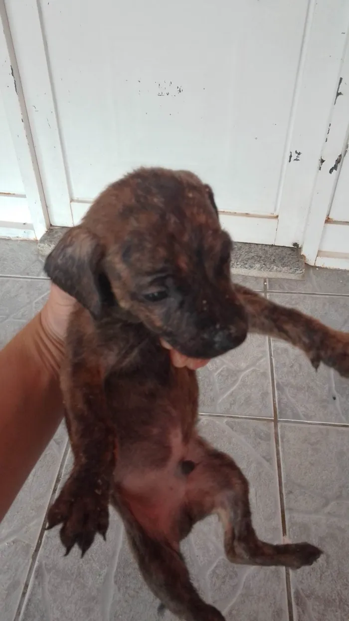 Cachorro ra a SRD-ViraLata idade 2 a 6 meses nome Leandro 