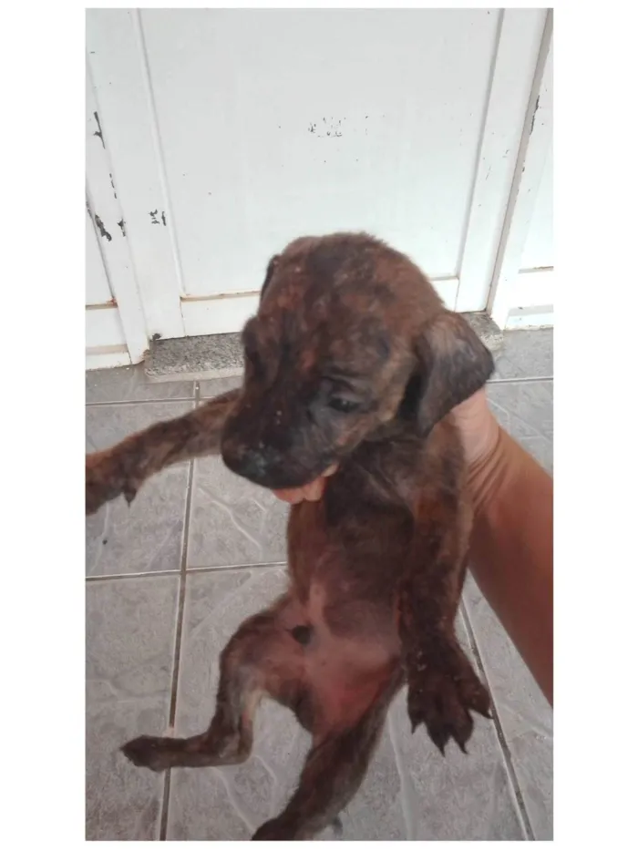 Cachorro ra a SRD-ViraLata idade 2 a 6 meses nome Leandro 