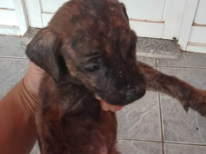 Cachorro ra a SRD-ViraLata idade 2 a 6 meses nome Leandro 