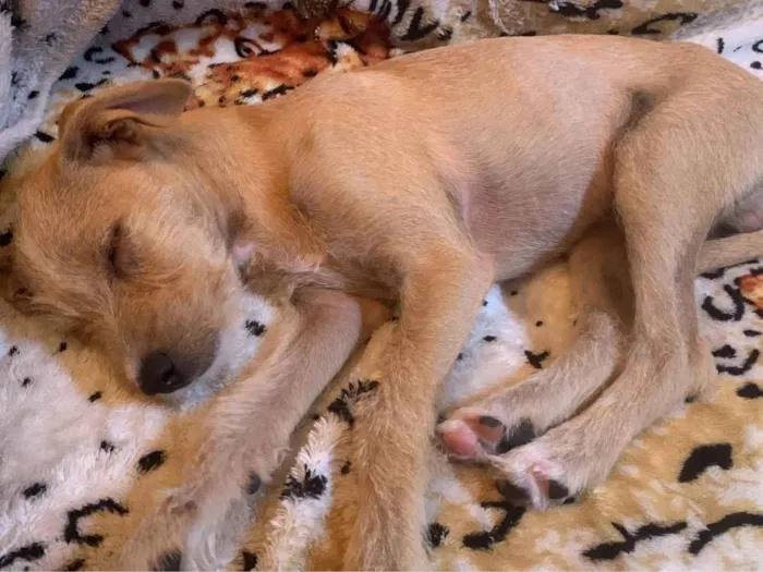 Cachorro ra a SRD-ViraLata idade 2 a 6 meses nome Não sei o nome dele