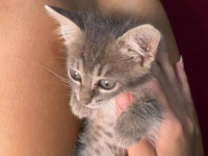 Gato ra a SRD-ViraLata idade Abaixo de 2 meses nome Maya