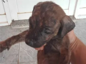 Cachorro raça SRD-ViraLata idade 2 a 6 meses nome Leandro 