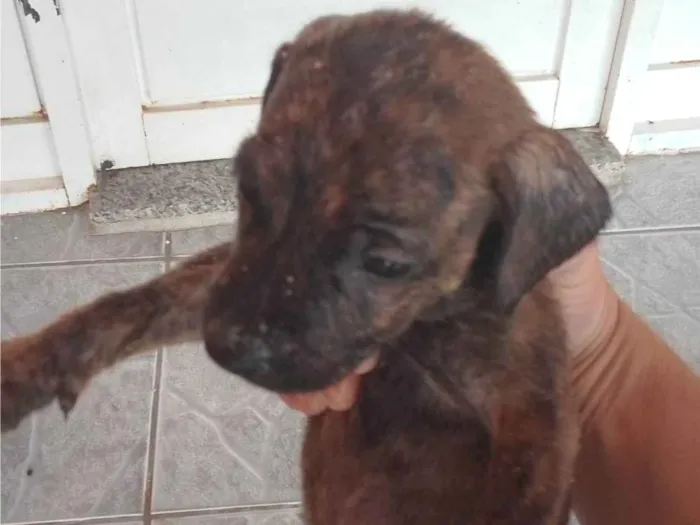 Cachorro ra a SRD-ViraLata idade 2 a 6 meses nome Leandro 