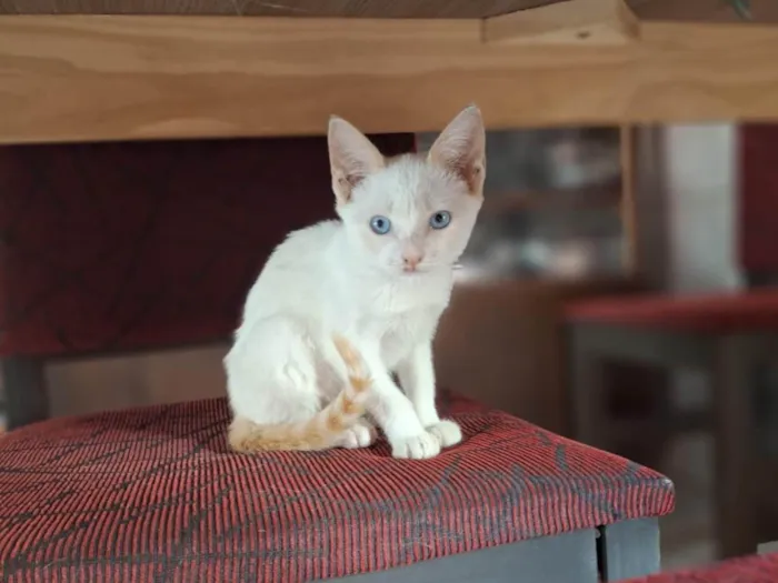 Gato ra a SRD-ViraLata idade Abaixo de 2 meses nome Joca