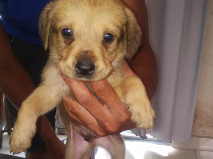 Cachorro ra a SRD-ViraLata idade 2 a 6 meses nome Caramelo