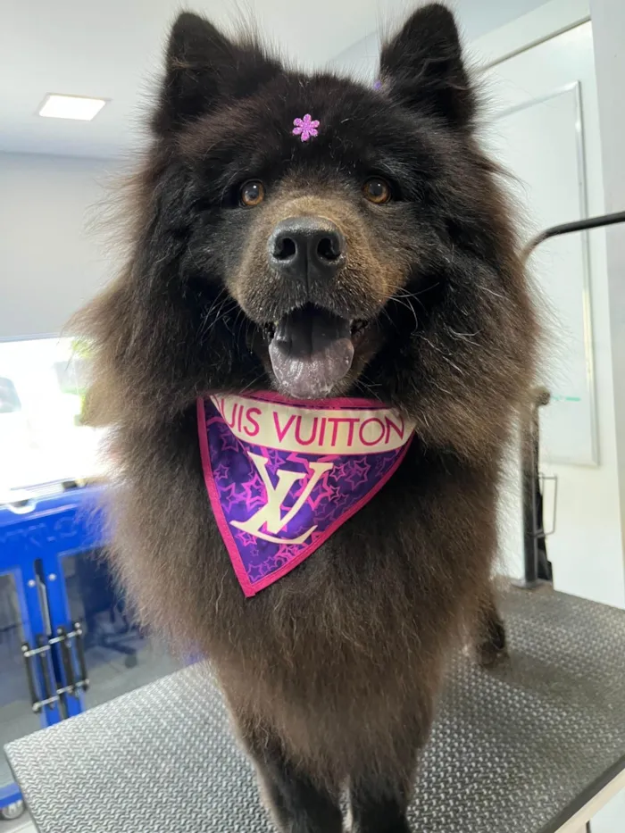 Cachorro ra a Chow Chow idade 5 anos nome Layla 