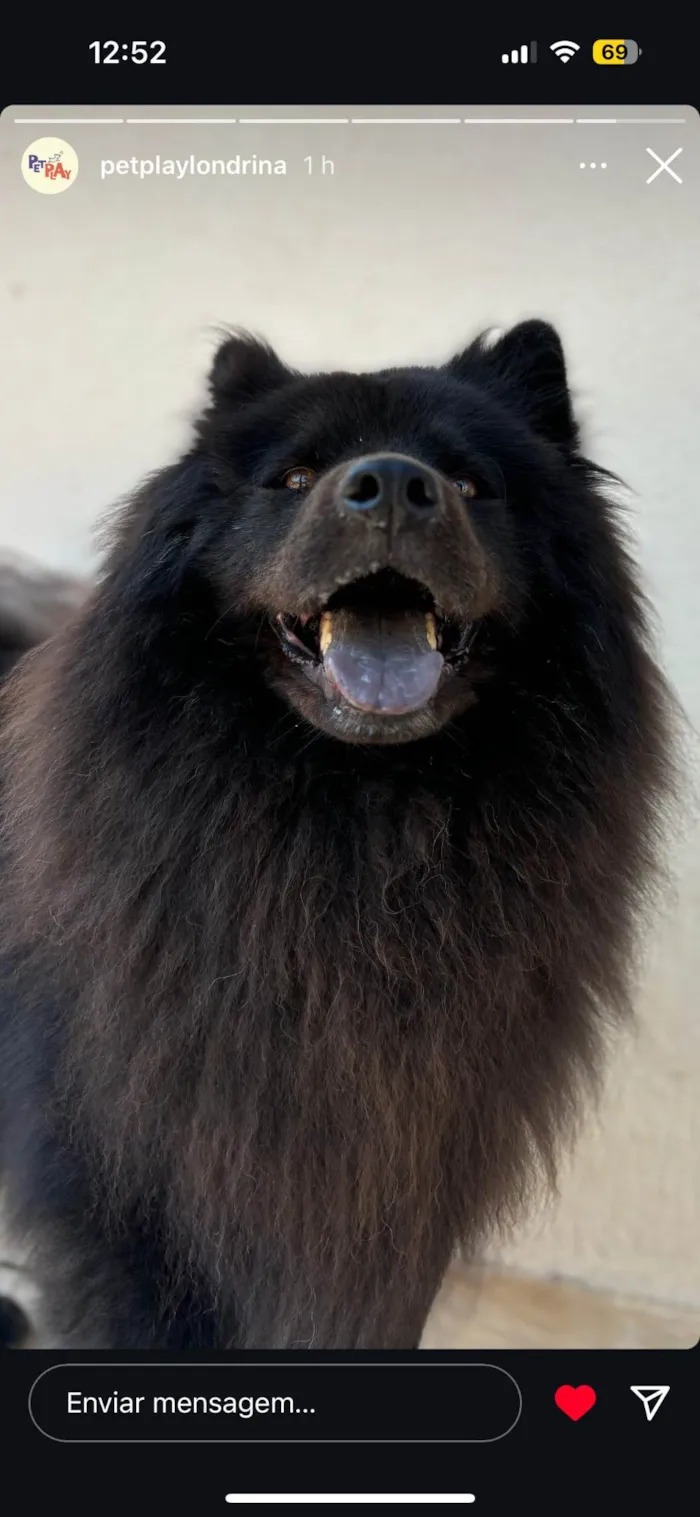 Cachorro ra a Chow Chow idade 5 anos nome Layla 