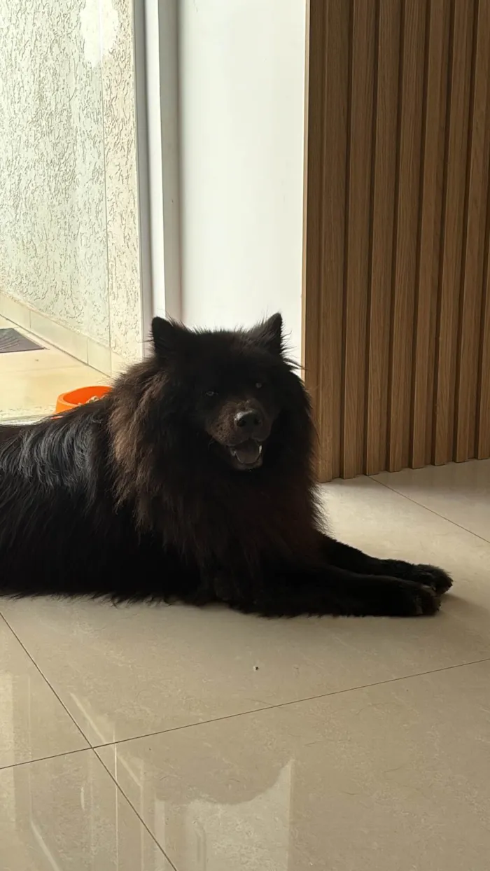 Cachorro ra a Chow Chow idade 5 anos nome Layla 