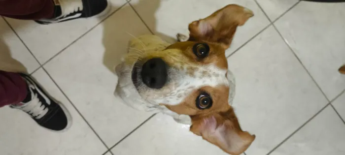 Cachorro ra a SRD-ViraLata idade 2 anos nome Flor de Lis