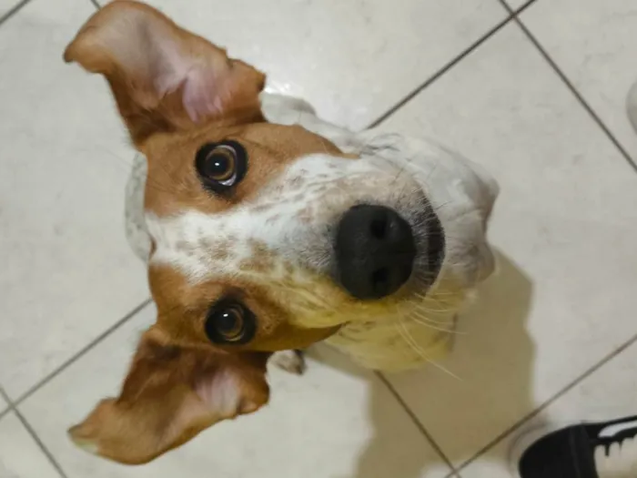 Cachorro ra a SRD-ViraLata idade 2 anos nome Flor de Lis