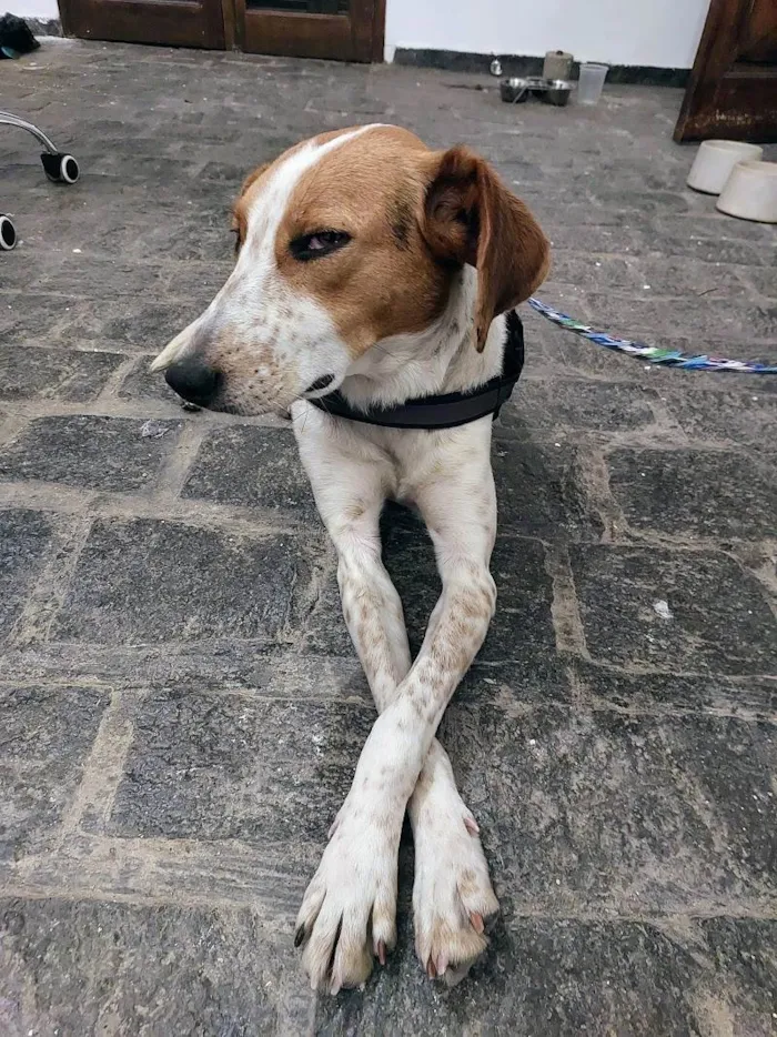 Cachorro ra a SRD-ViraLata idade 2 anos nome Flor de Lis