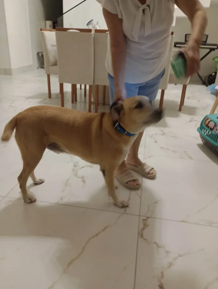 Cachorro ra a SRD-ViraLata idade 7 a 11 meses nome Ralf