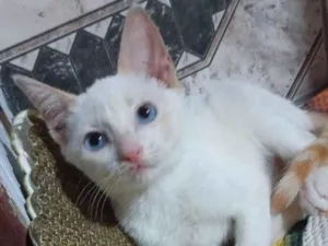 Gato raça SRD-ViraLata idade Abaixo de 2 meses nome Joca