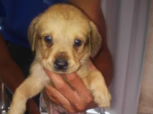 Cachorro raça SRD-ViraLata idade 2 a 6 meses nome Caramelo