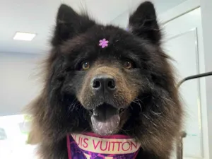 Cachorro raça Chow Chow idade 5 anos nome Layla 