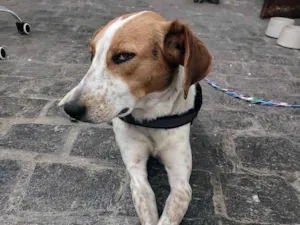 Cachorro raça SRD-ViraLata idade 2 anos nome Flor de Lis