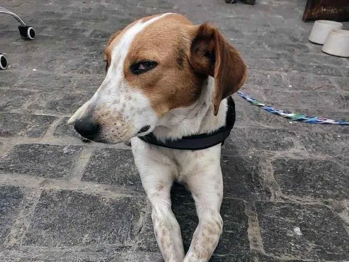 Cachorro ra a SRD-ViraLata idade 2 anos nome Flor de Lis