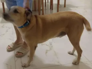 Cachorro raça SRD-ViraLata idade 7 a 11 meses nome Ralf