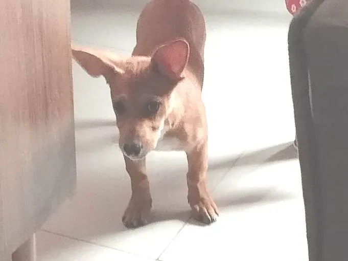 Cachorro ra a Pinscher idade 2 a 6 meses nome Princesa 