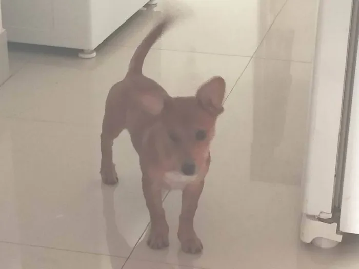 Cachorro ra a Pinscher idade 2 a 6 meses nome Princesa 