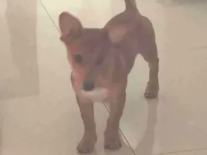 Cachorro raça Pinscher idade 2 a 6 meses nome Princesa 