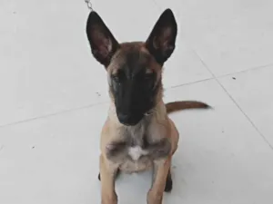 Cachorro raça Pastor Alemão idade 7 a 11 meses nome Kiara