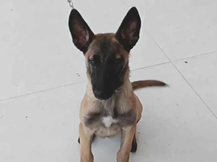 Cachorro ra a Pastor Alemão idade 7 a 11 meses nome Kiara